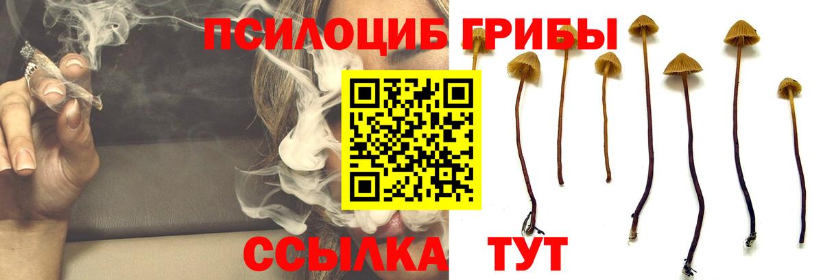 Псилоцибиновые грибы Psilocybine cubensis  Псилоцибиновые грибы Psilocybine cubensis  Свободный  цена   Вход с VPN 